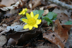 Ficaria verna