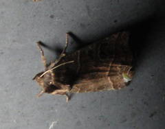 Ipimorpha retusa