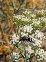 Bembix