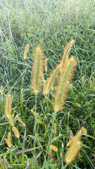 Setaria pumila