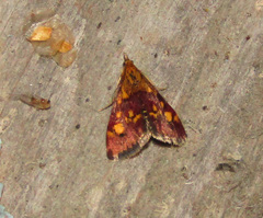 Pyrausta aurata