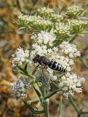Bembix