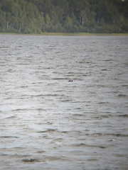 Podiceps cristatus