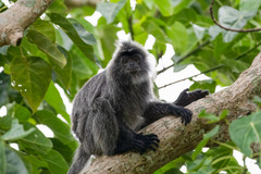 Trachypithecus cristatus