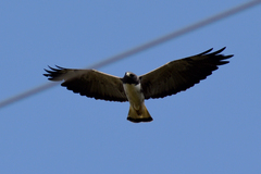 Geranoaetus albicaudatus