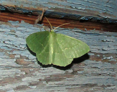 Geometra papilionaria