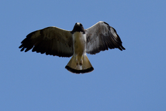 Geranoaetus albicaudatus