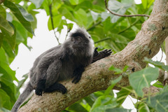 Trachypithecus cristatus