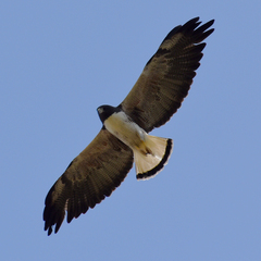Geranoaetus albicaudatus
