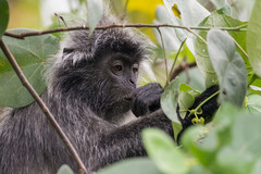 Trachypithecus cristatus