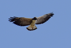 Geranoaetus albicaudatus