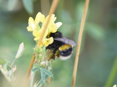 Bombus terrestris