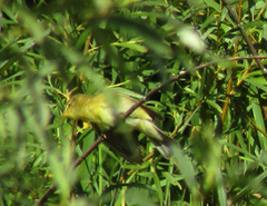 Phylloscopus