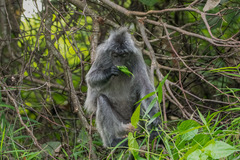 Trachypithecus cristatus