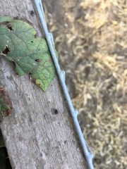 Tuberolachnus salignus