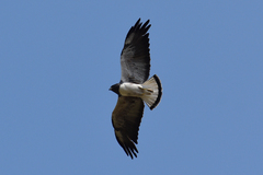 Geranoaetus albicaudatus