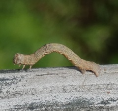 Ectropis crepuscularia