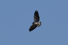 Geranoaetus albicaudatus