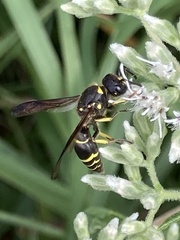 Ancistrocerus antilope