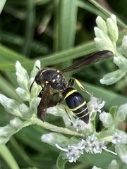Ancistrocerus antilope