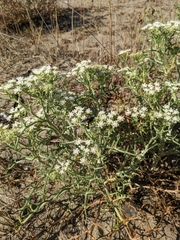 Echinophora spinosa