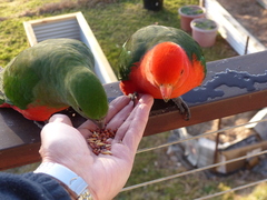 Alisterus scapularis