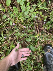 Elephantopus tomentosus