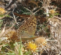 Argynnis pandora