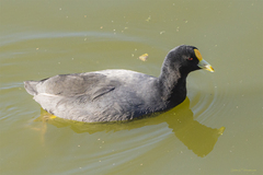 Fulica leucoptera