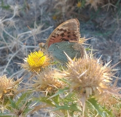 Argynnis pandora