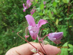 Impatiens glandulifera