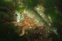 Evasterias troschelii