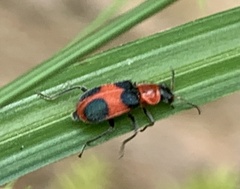 Collops quadrimaculatus