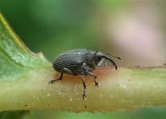 Ceutorhynchus assimilis