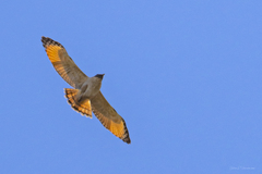 Rupornis magnirostris