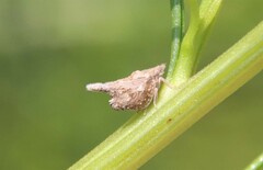 Mistharnophantia