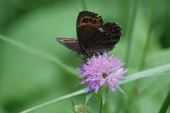 Erebia ligea