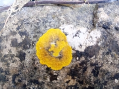 Variospora flavescens