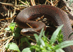 Vipera berus