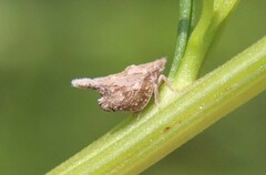 Mistharnophantia