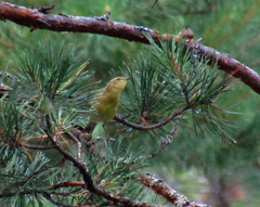 Phylloscopus