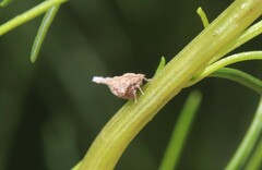 Mistharnophantia