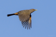 Turdus rufiventris