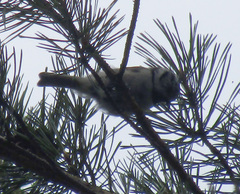 Lophophanes cristatus
