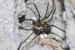 Mitopus morio