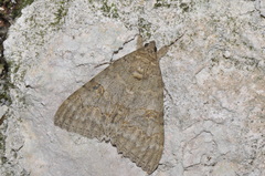 Catocala nupta