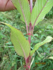 Impatiens glandulifera