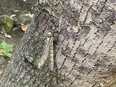 Cordulegaster dorsalis