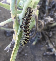 Vanessa virginiensis
