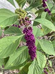 Callicarpa americana